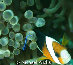Clown fish anemone by Michael Wicks 
